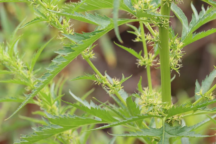 Close up of green herb with thick stem.