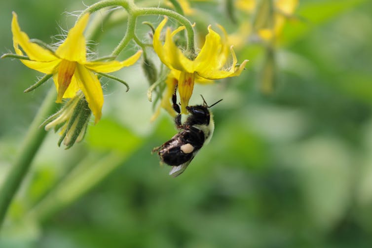 Bumblebee pollinating yellow flower.