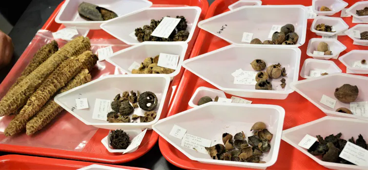 Small pentagon-shaped white trays including organic materials
