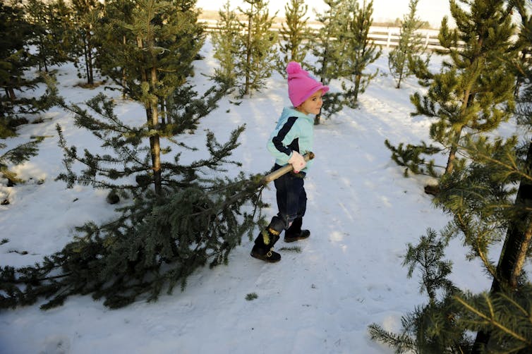 A child with a pink hat and blue coat pulls a small tree through the snow by its trunk.