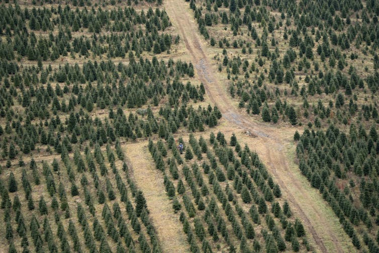 Aerial view of rows of trees on a farm.
