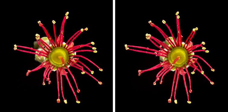 Detail of pōhutukawa flower