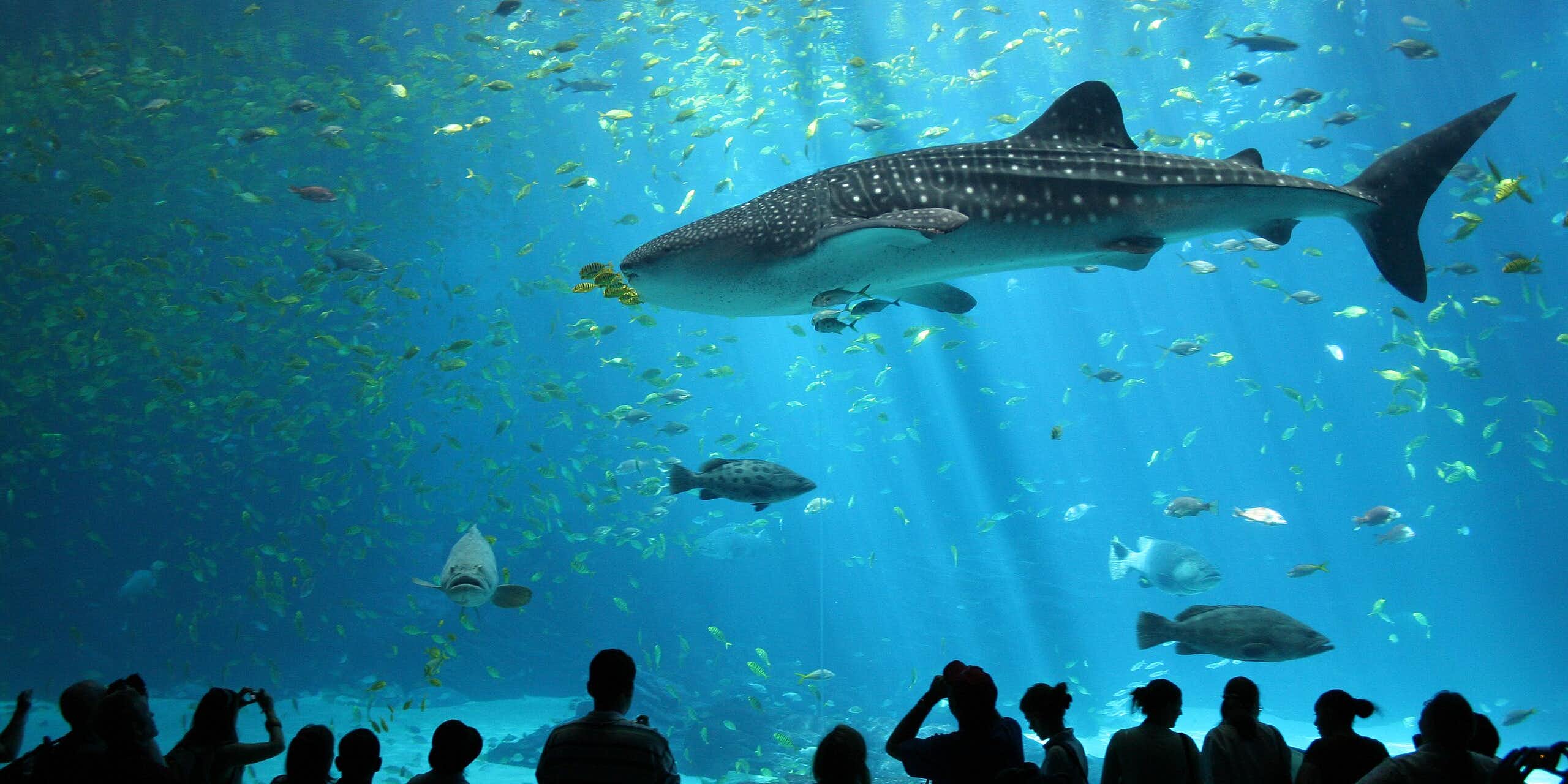 People in silhouette line a large tank with fish and a whale shark.