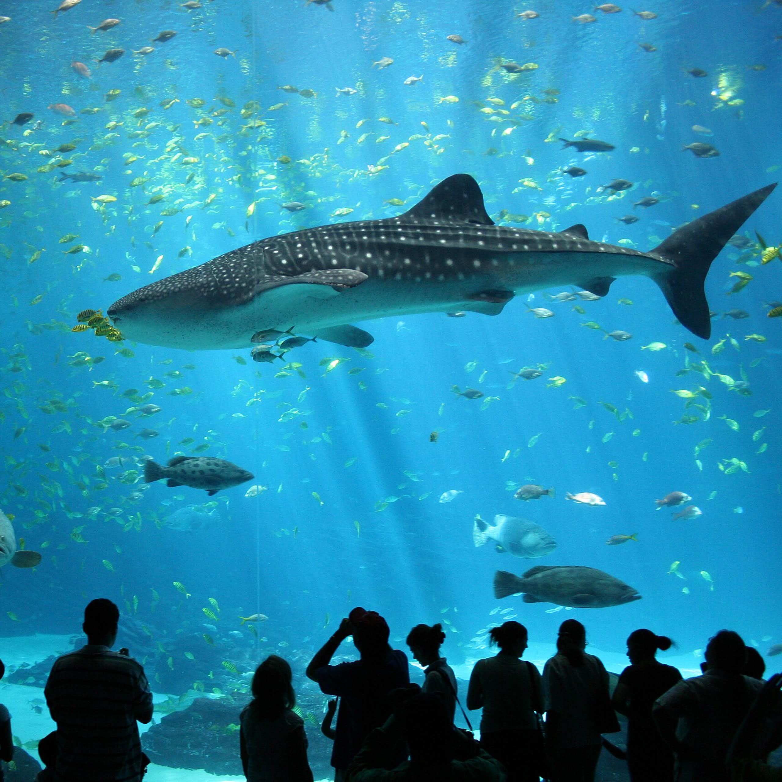 People in silhouette line a large tank with fish and a whale shark.