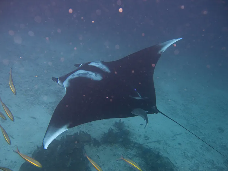 Uma raia-manta deslizando com peixes.