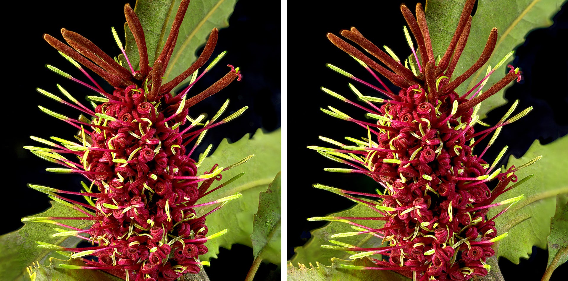 Individual rewarewa flowers