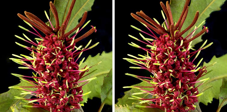 Individual rewarewa flowers