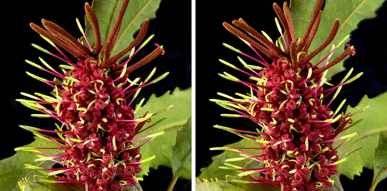 Individual rewarewa flowers