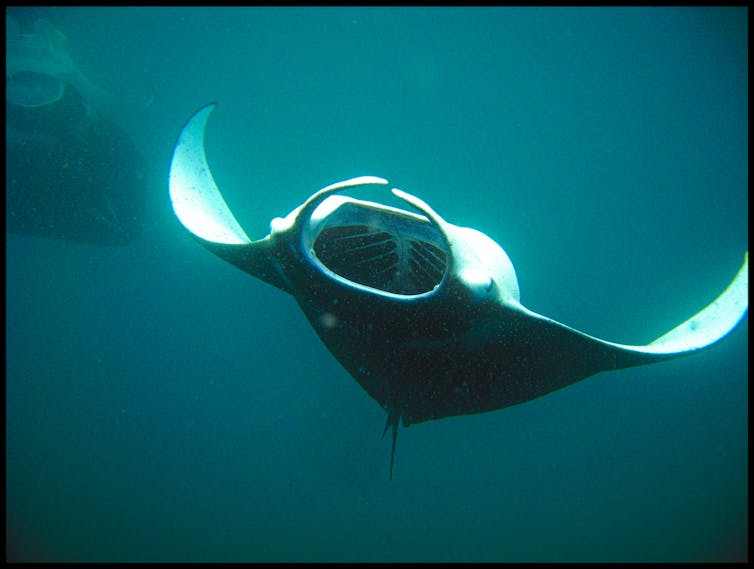 Sharks and rays get a big win with new global industry limits for 70+ species 1 A manta ray swims with its mouth open. You can see the gill structure inside