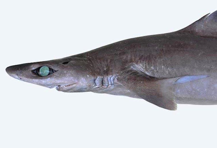 Sharks and rays get a big win with new global industry limits for 70+ species 3 file 20251210 57 bt5emn.jpg?ixlib=rb 4.1