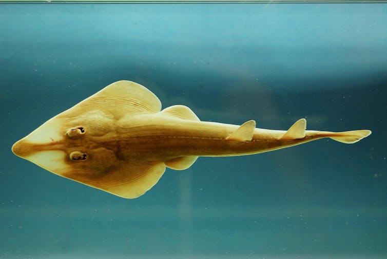 Sharks and rays get a big win with new global industry limits for 70+ species 4 A fish with a triangular head and long body that looks like a mix between a ray and a shark.