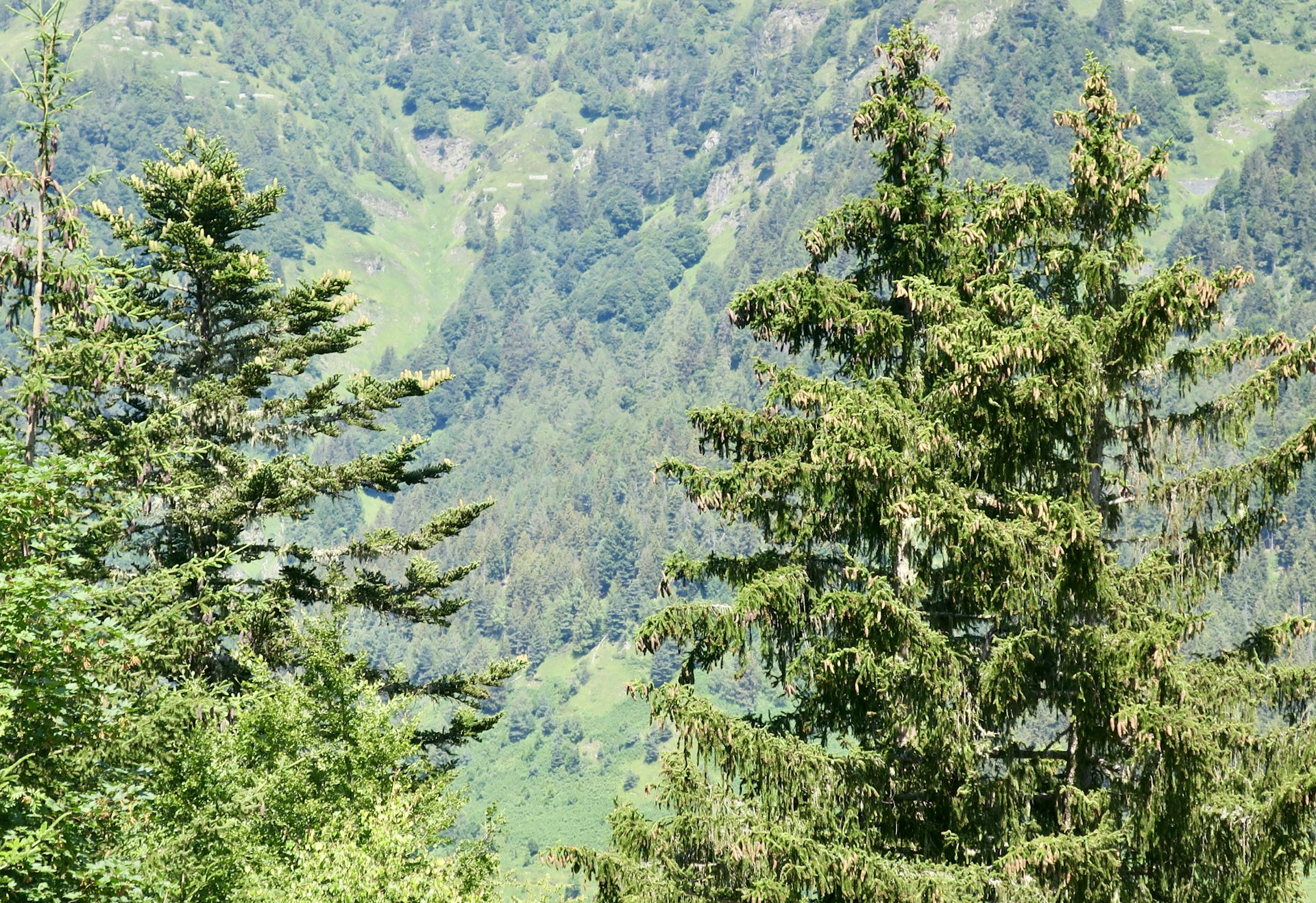 A gauche un sapin aux cônes dressés. A droite un épicea aux cônes pendants. Forêt de Barèges, Pyrénées