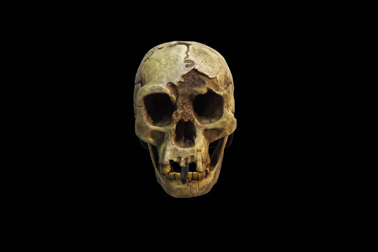 Un crane d'Homo Floresiensis.