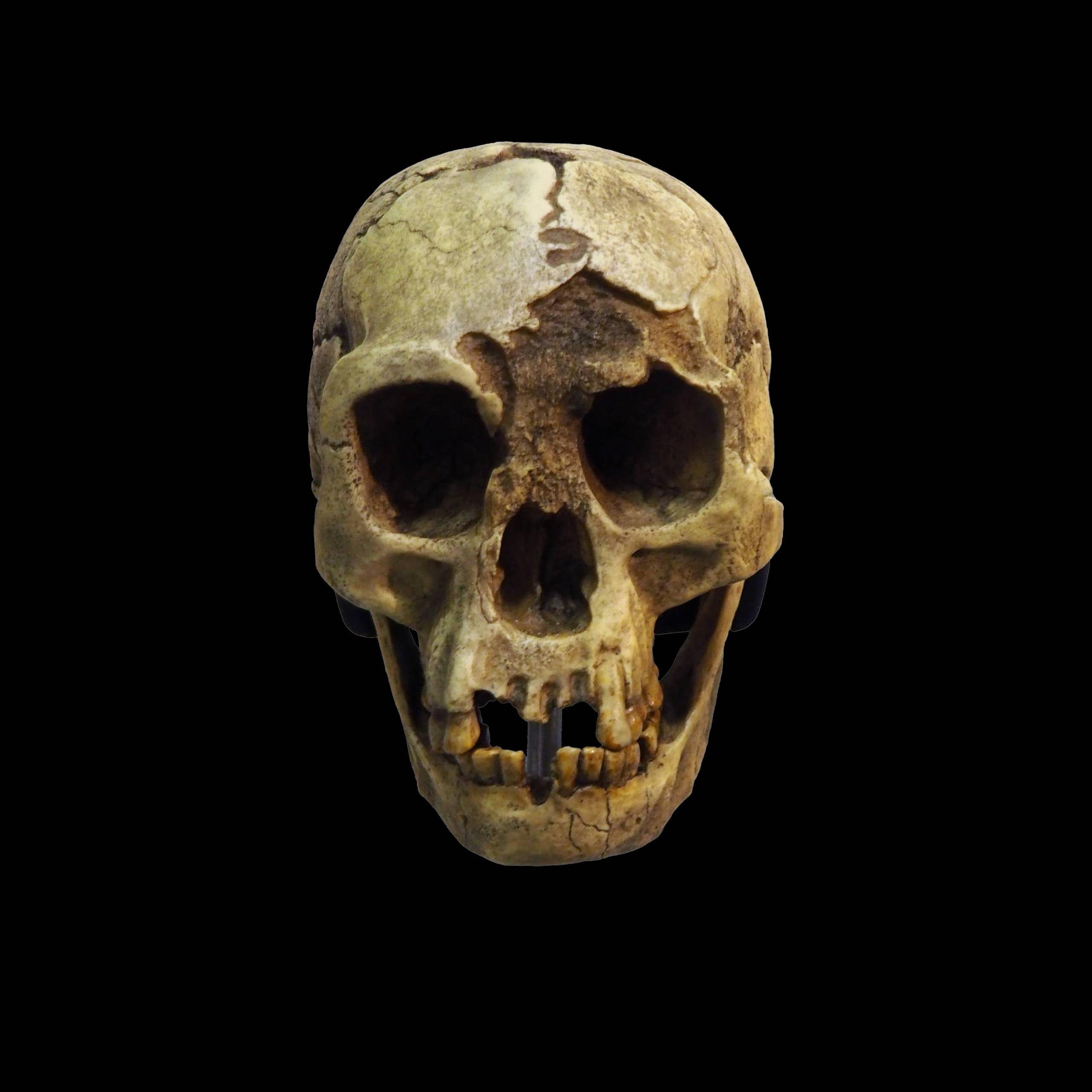 Un crane d'Homo Floresiensis.