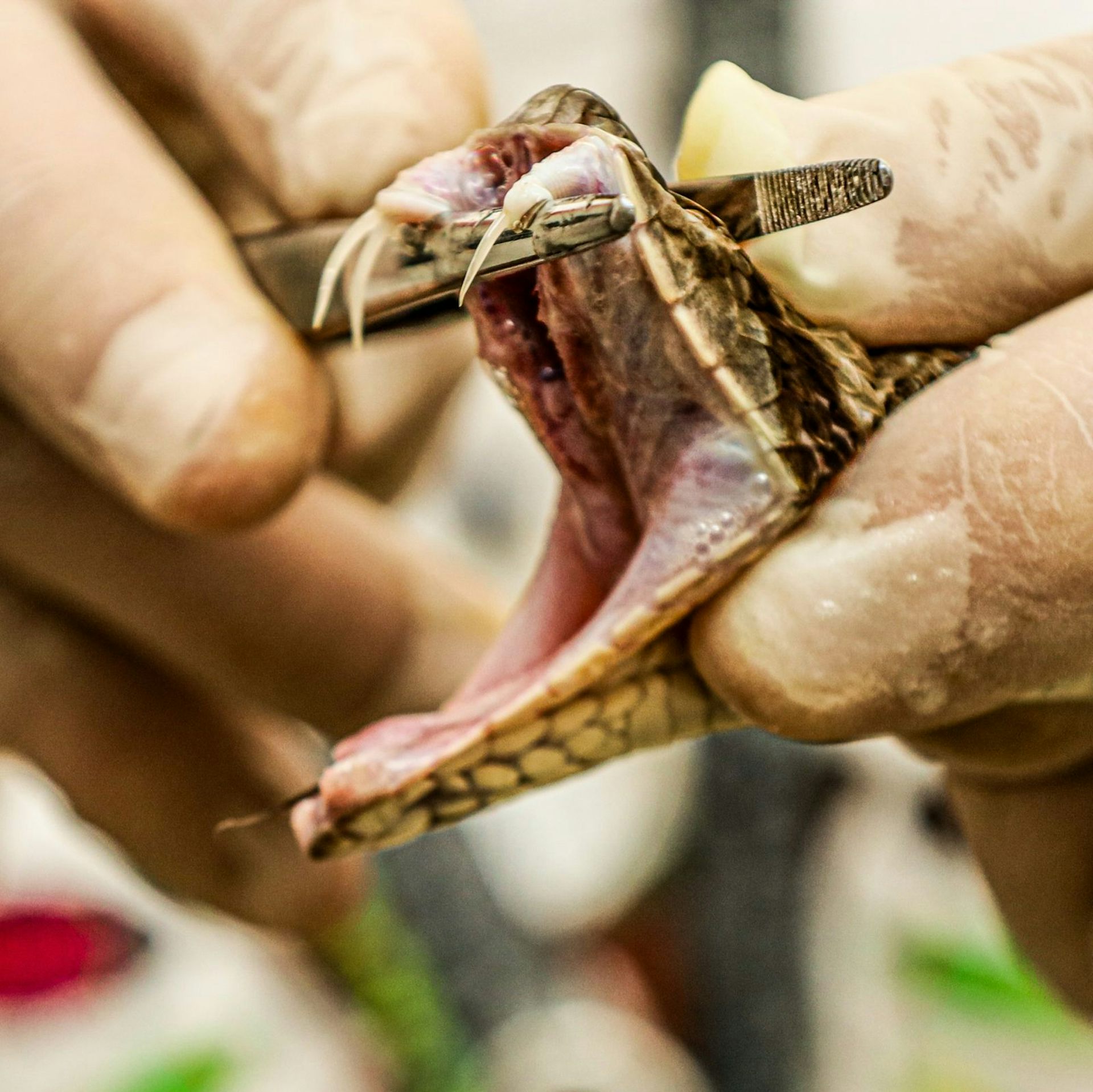 Uso de alta pressão hidrostática é nova estratégia na produção brasileira de soros antiofídicos