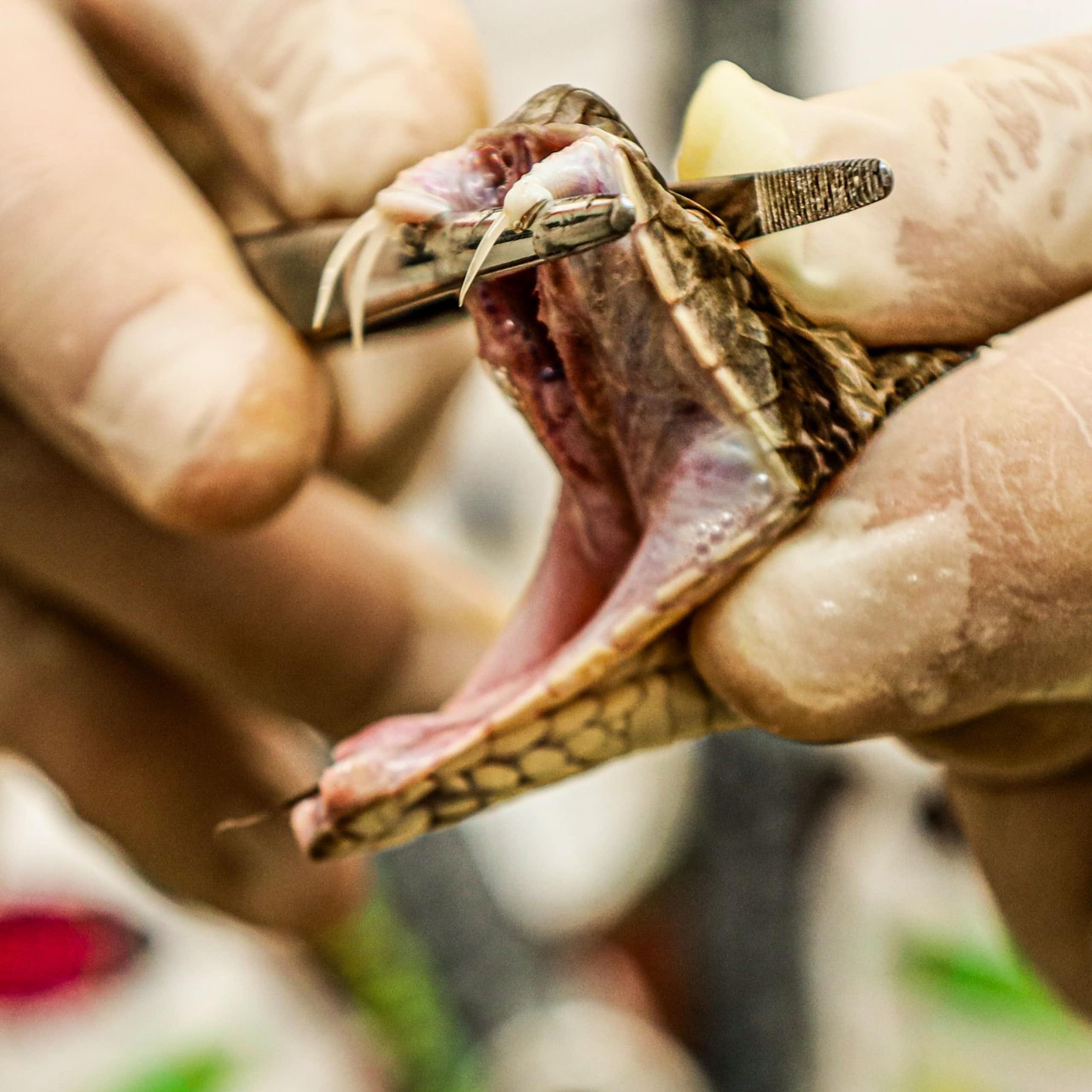 Uso de alta pressão hidrostática é nova estratégia na produção brasileira de soros antiofídicos