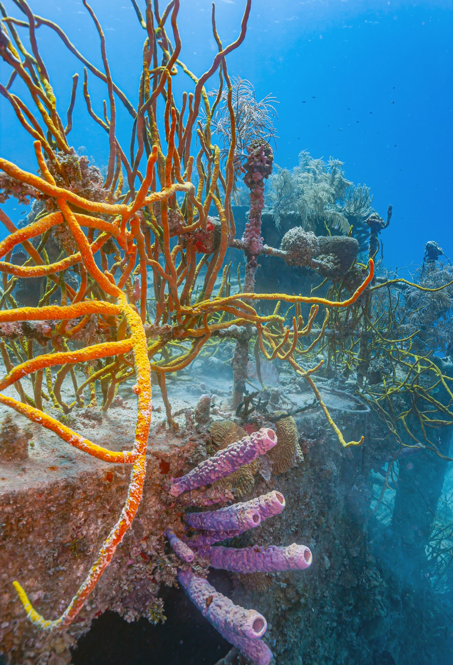 Colourful coral on a shipwreck