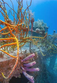 Colourful coral on a shipwreck