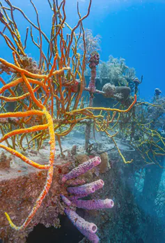 Colourful coral on a shipwreck