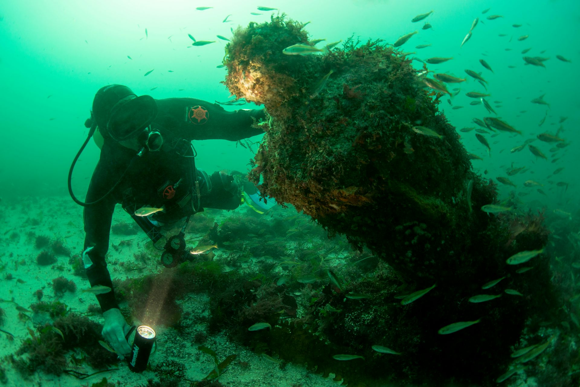 Murky water, shipwrecked cannon, small fish, scuba diver