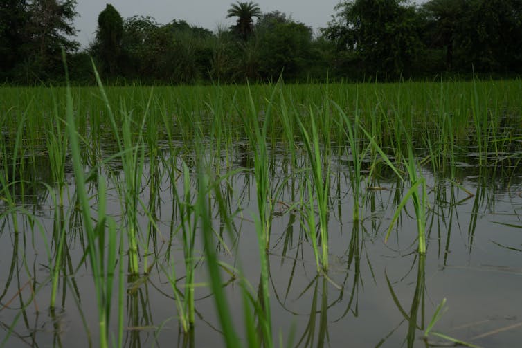 rice plants, green crop growing in water