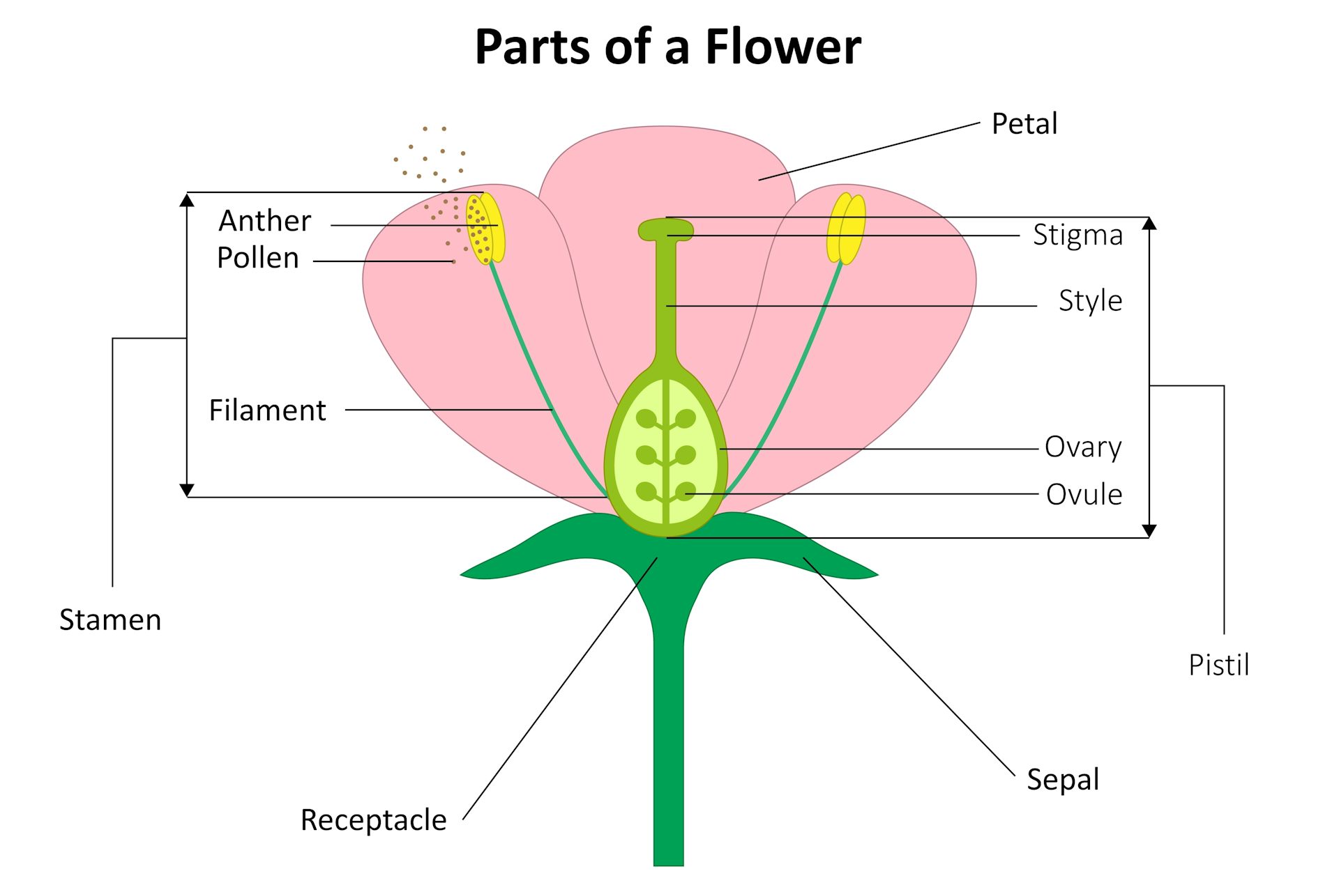 Diagram of male and female parts of a flower.