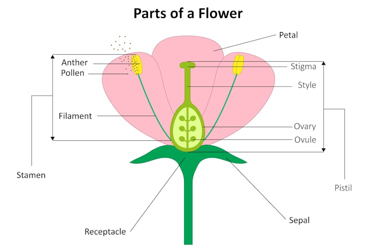 Diagram of male and female parts of a flower.