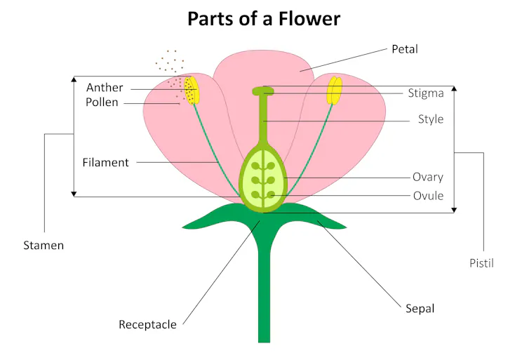 Diagrama das partes masculina e feminina de uma flor.