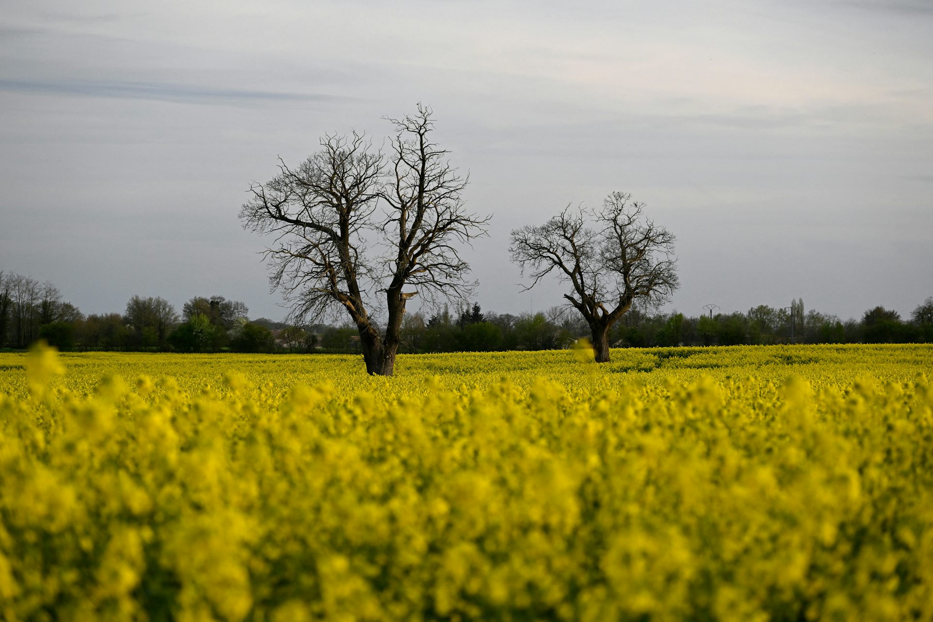 paysage de champ de colza et deux arbres sans feuilles au milieu