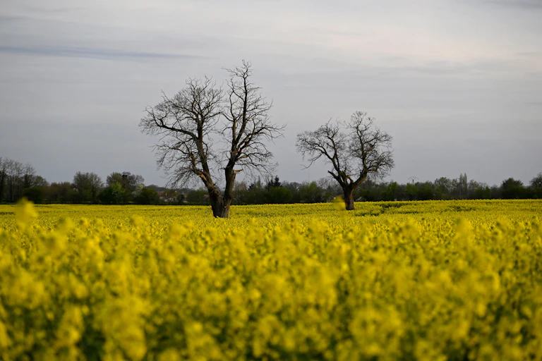 paysage de champ de colza et deux arbres sans feuilles au milieu