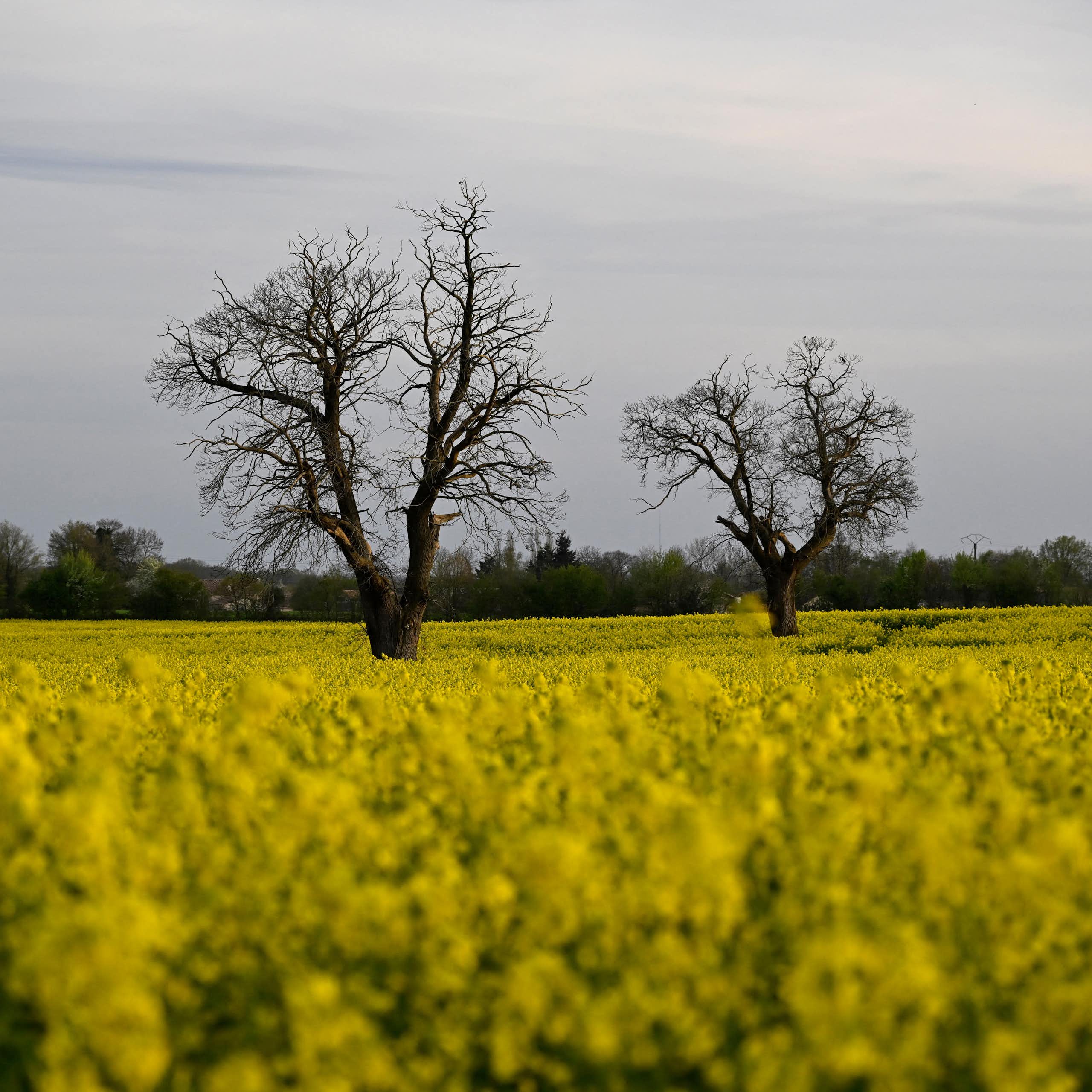 paysage de champ de colza et deux arbres sans feuilles au milieu