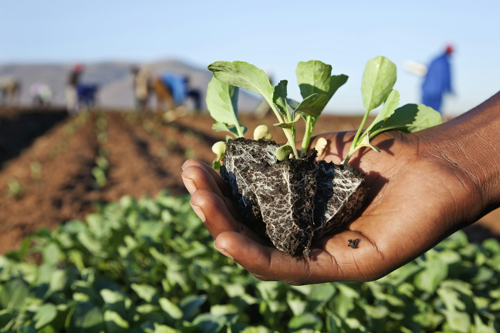 Women farmers in South Africa pay the cost of broken irrigation systems – the story of one cooperative