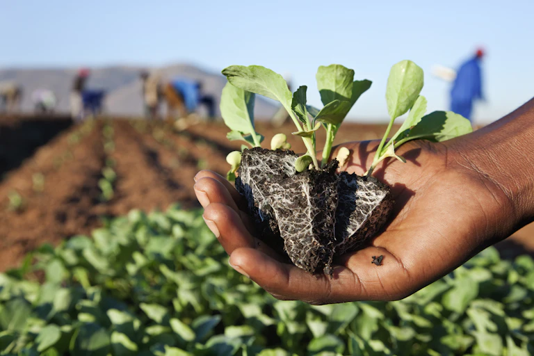 Hand holding small leafy plants with roots; field in background