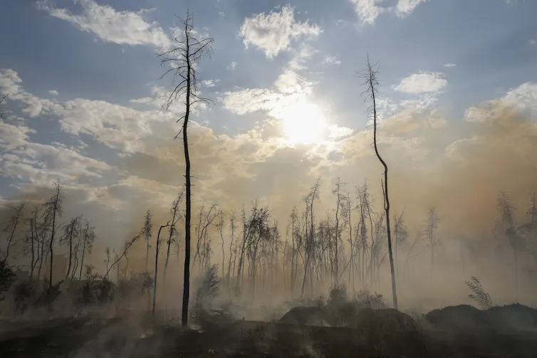 A forest in Ukraine damaged by shelling.