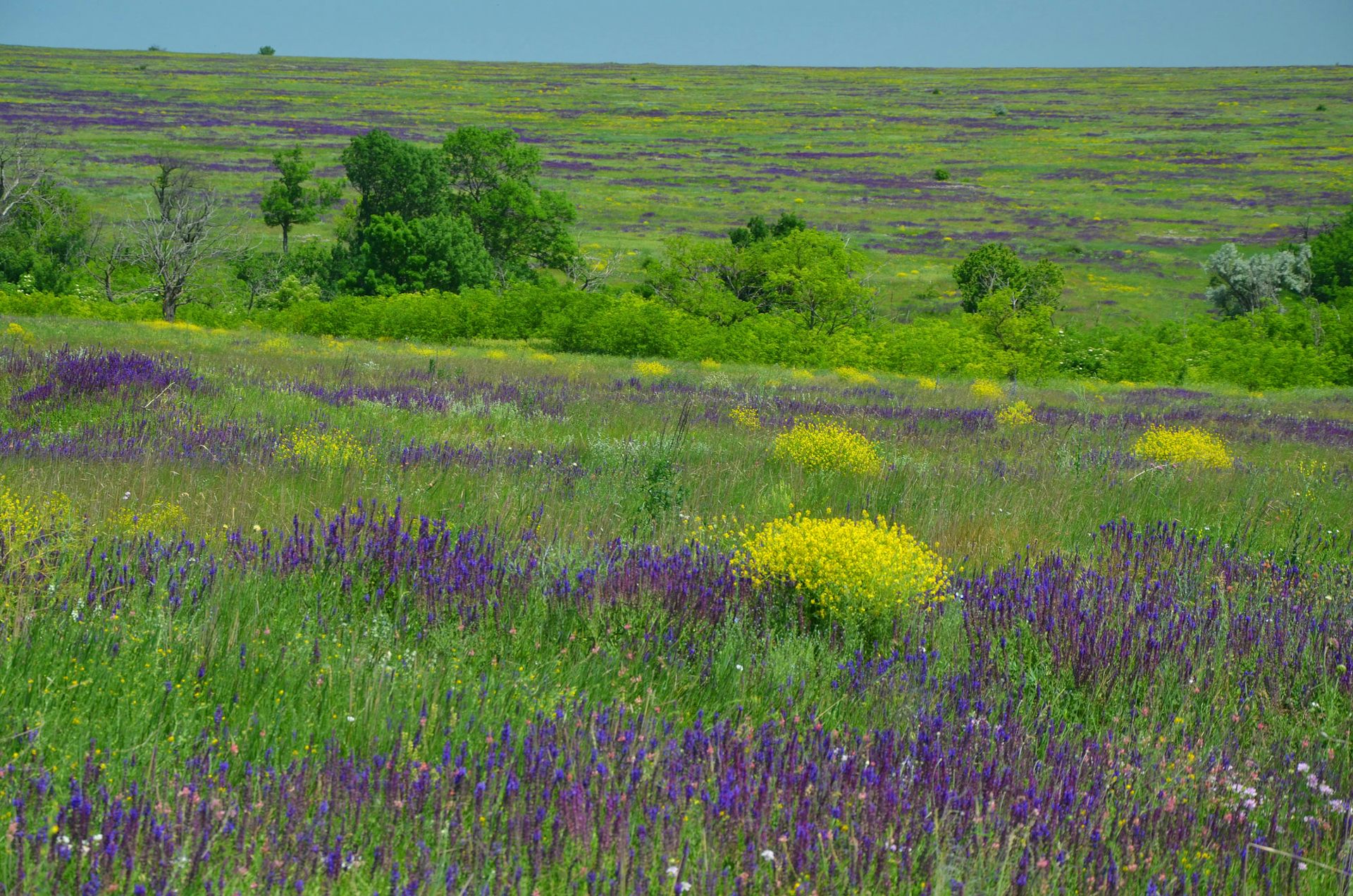Rolling grasslands in Ukraine.