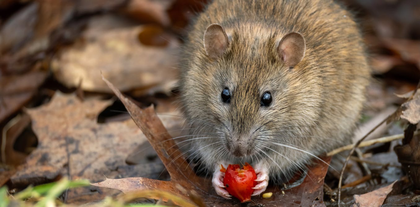 I study rat nests − here’s why rodents make great archivists I study rat nests − here’s why rodents make great archivists