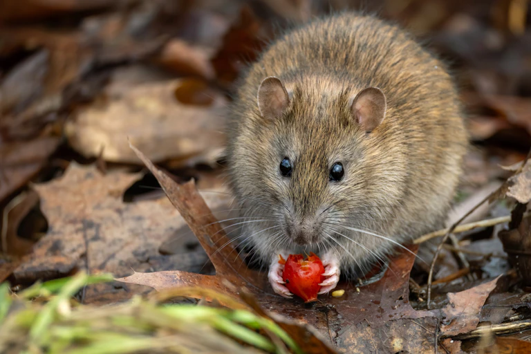 Brown rat on the ground outdoors holds red berry-like fruit in its hands