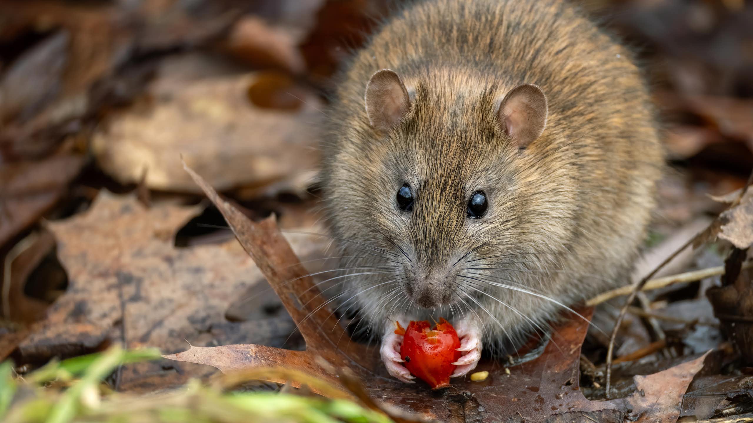 Brown rat on the ground outdoors holds red berry-like fruit in its hands