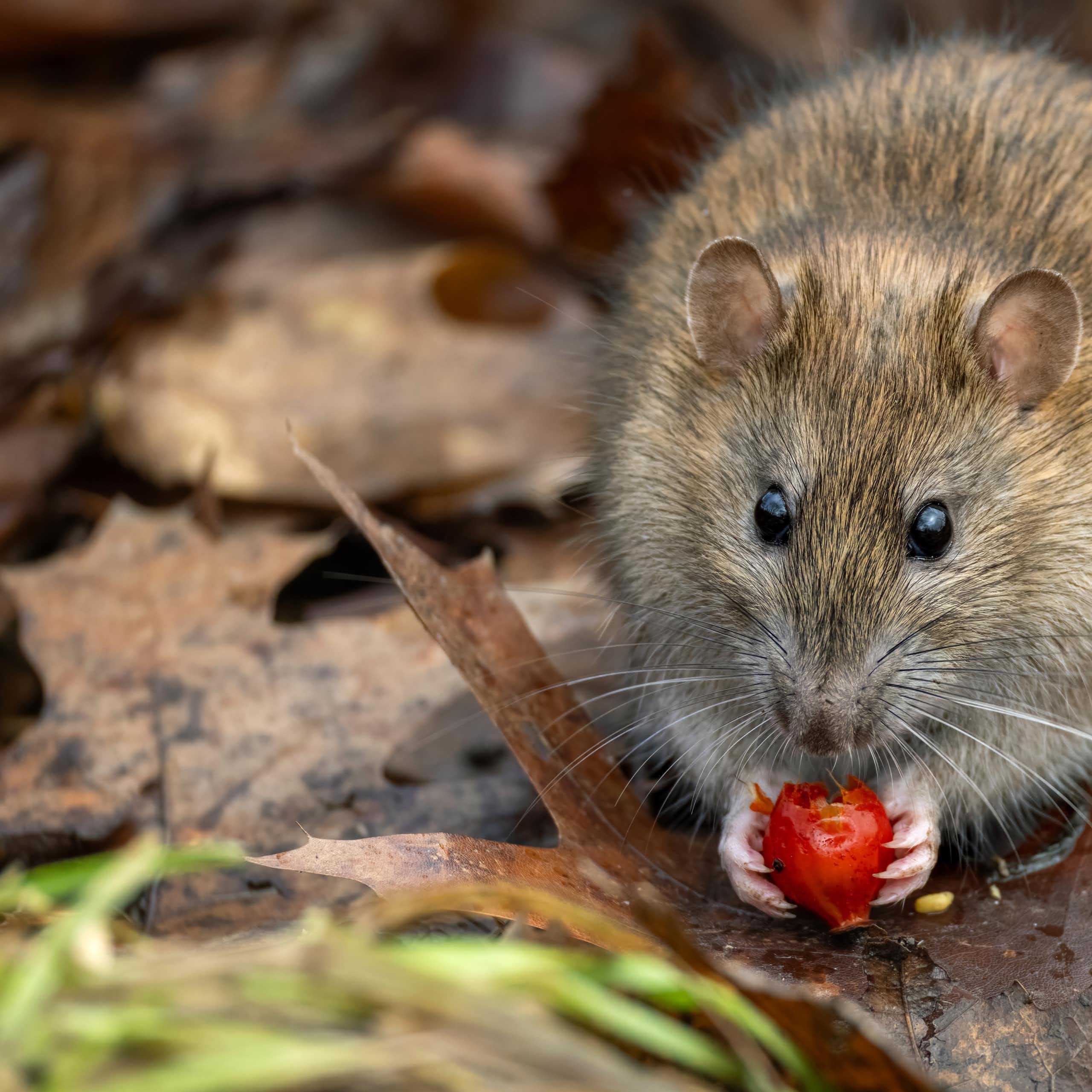 Brown rat on the ground outdoors holds red berry-like fruit in its hands