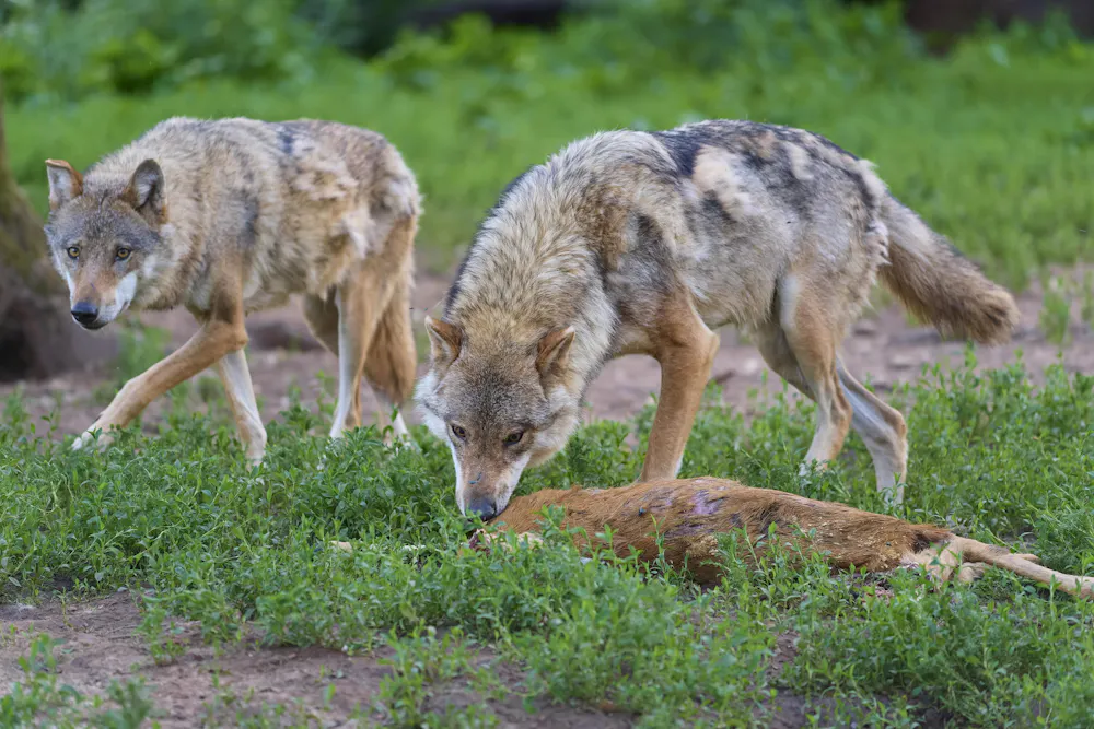 With wolves absent from most of eastern North America, can coyotes ...