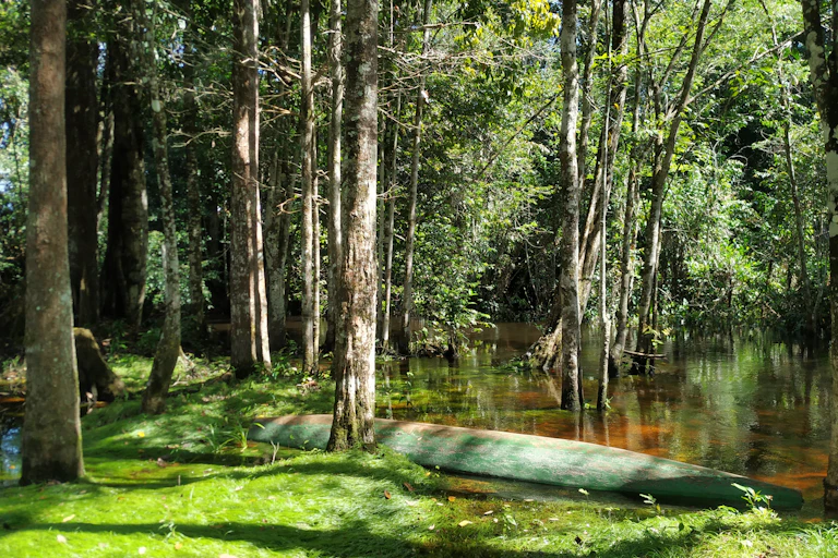 Foto mostra um rio, cercado de árvores. Uma canoa está parada na margem