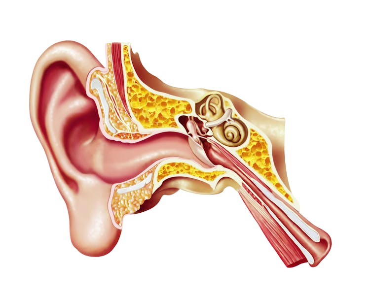 Diagram showing the curved ear canal.