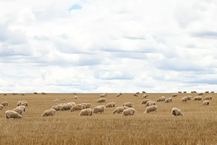 Sheep grazing at a property in New South Wales.