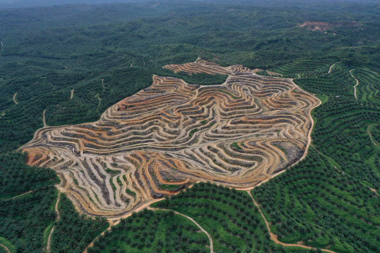Aerial shot of a palm oil plantation