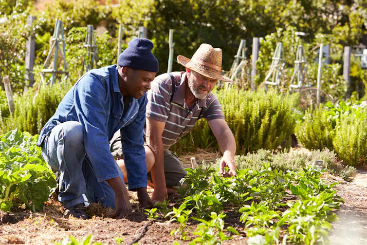 two people gardening in an allotment