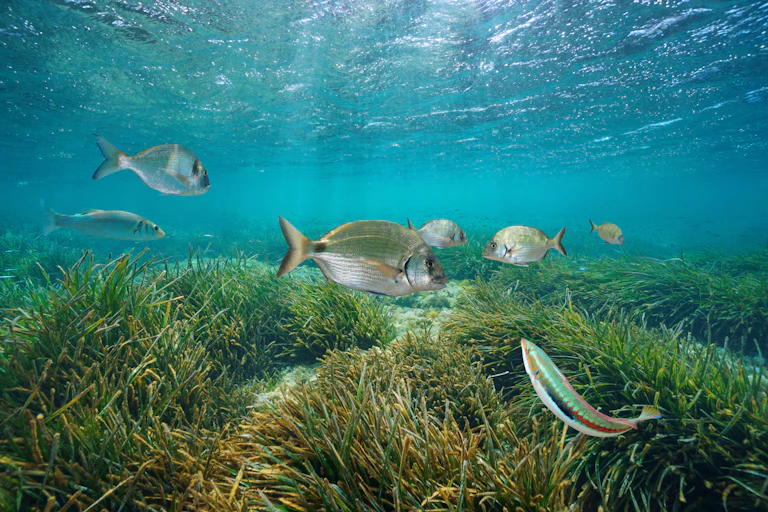 Imagen submarinas con vegetación y peces,