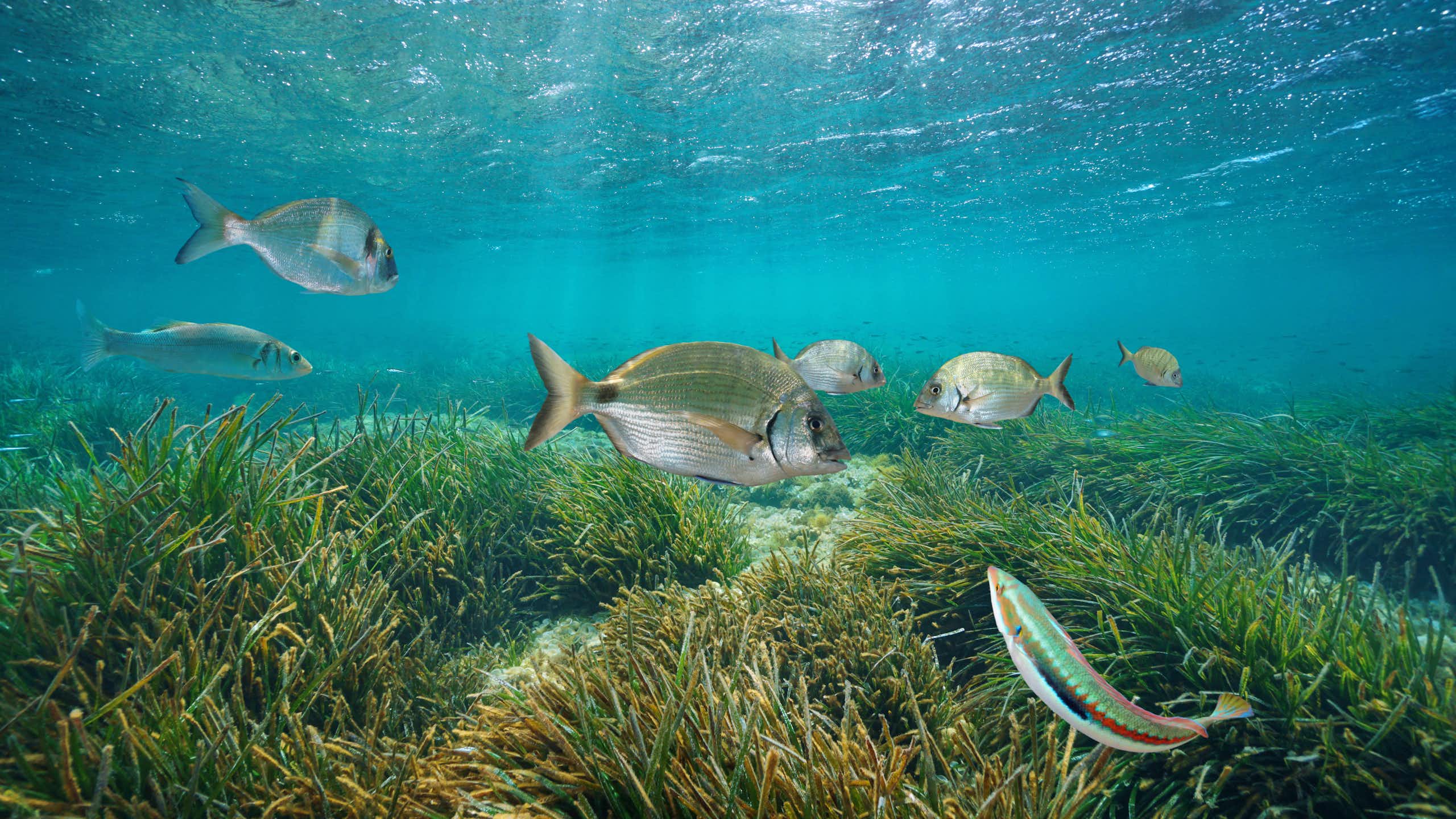 Imagen submarinas con vegetación y peces,