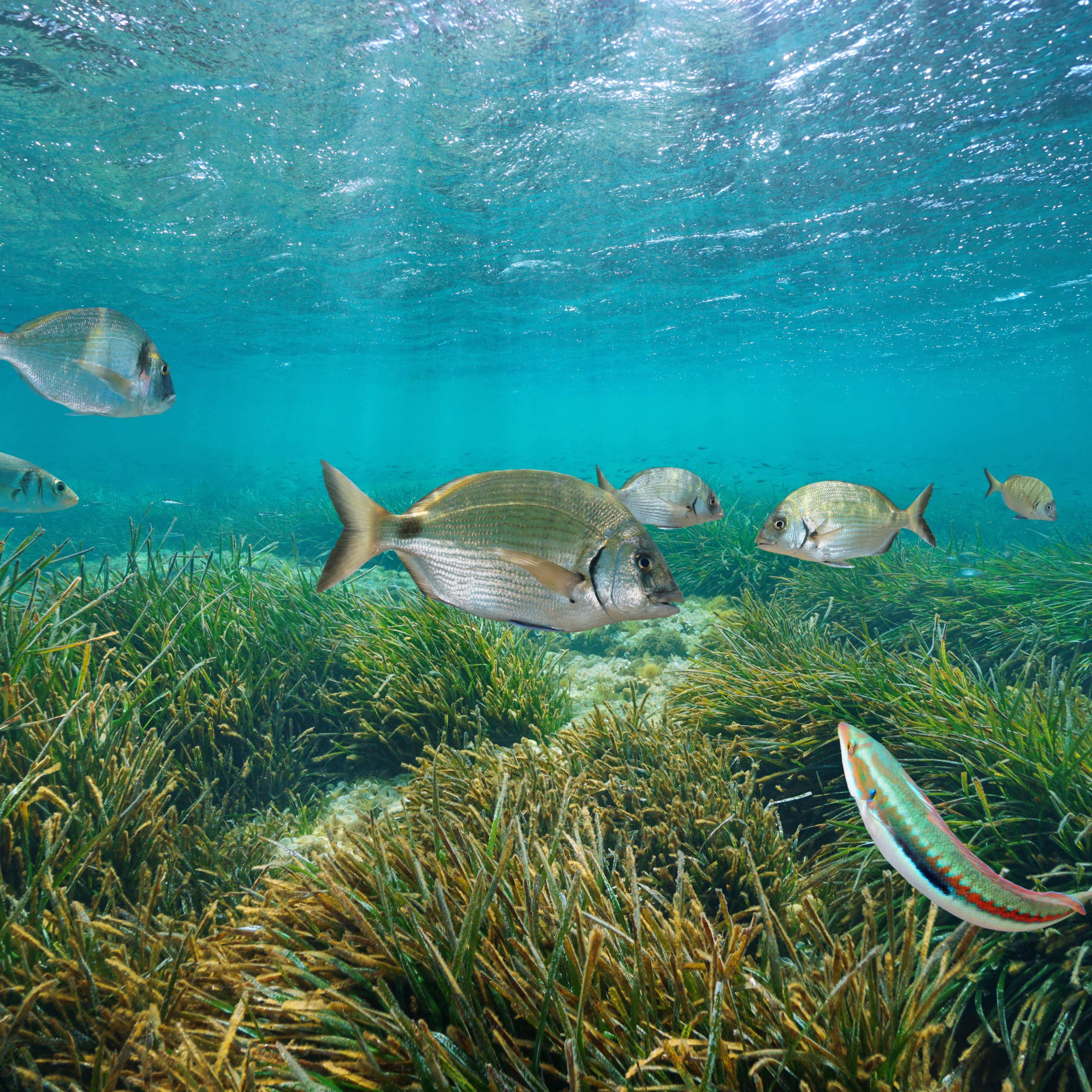 Imagen submarinas con vegetación y peces,