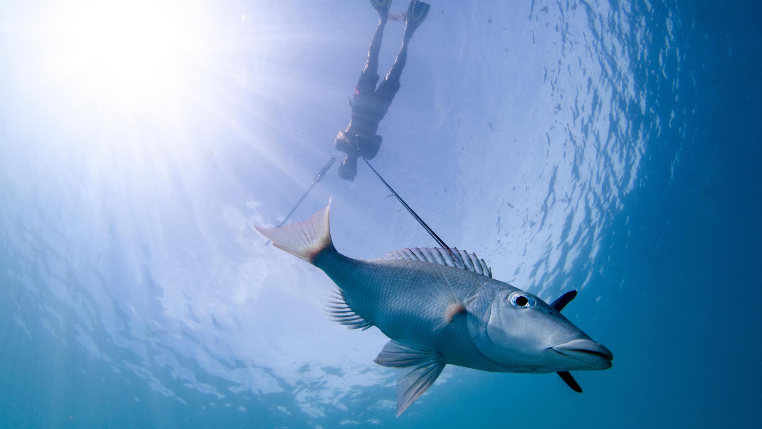 En Polynésie, on croise savoirs locaux et science pour mieux gérer les lagons