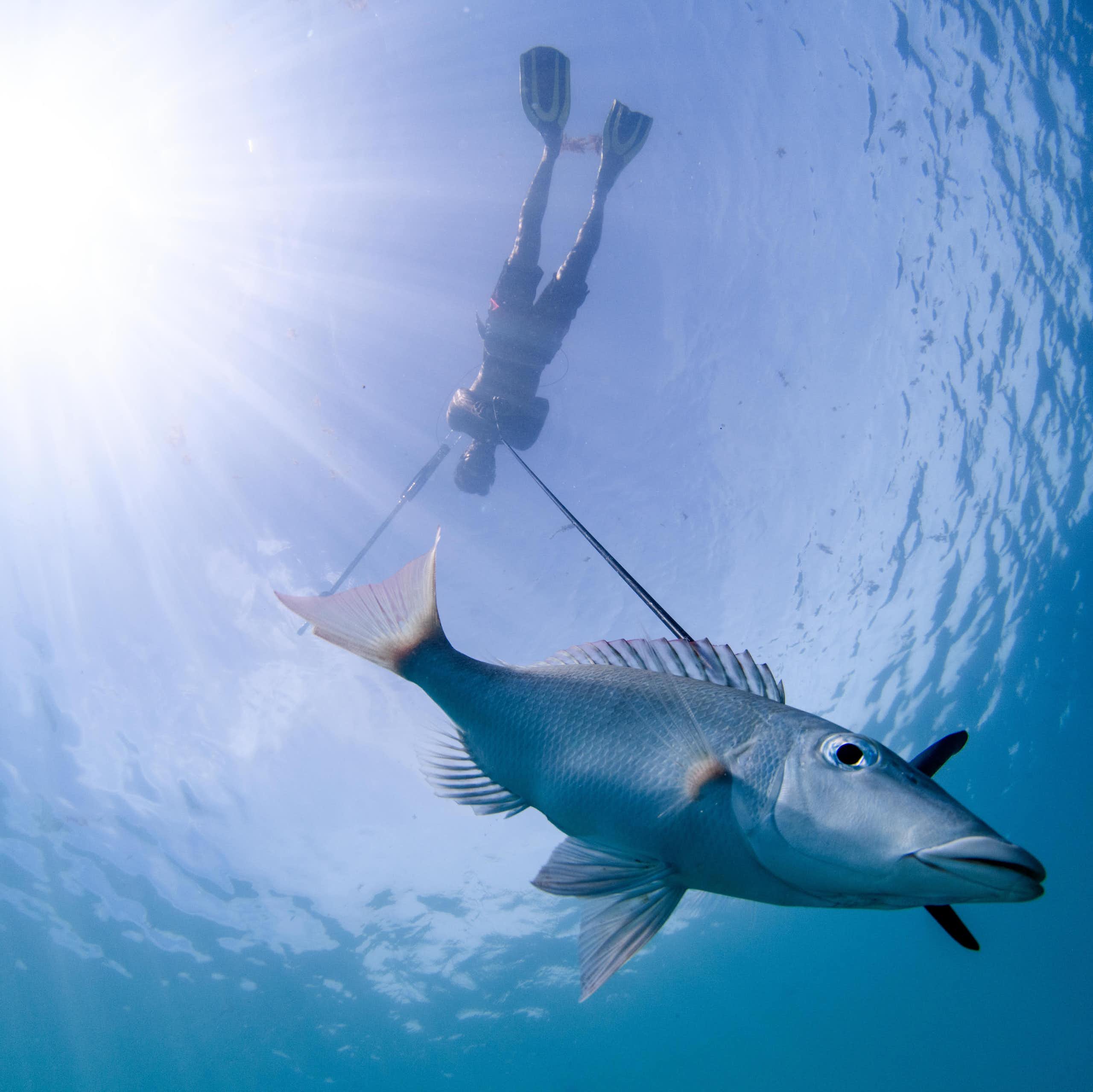 En Polynésie, on croise savoirs locaux et science pour mieux gérer les lagons